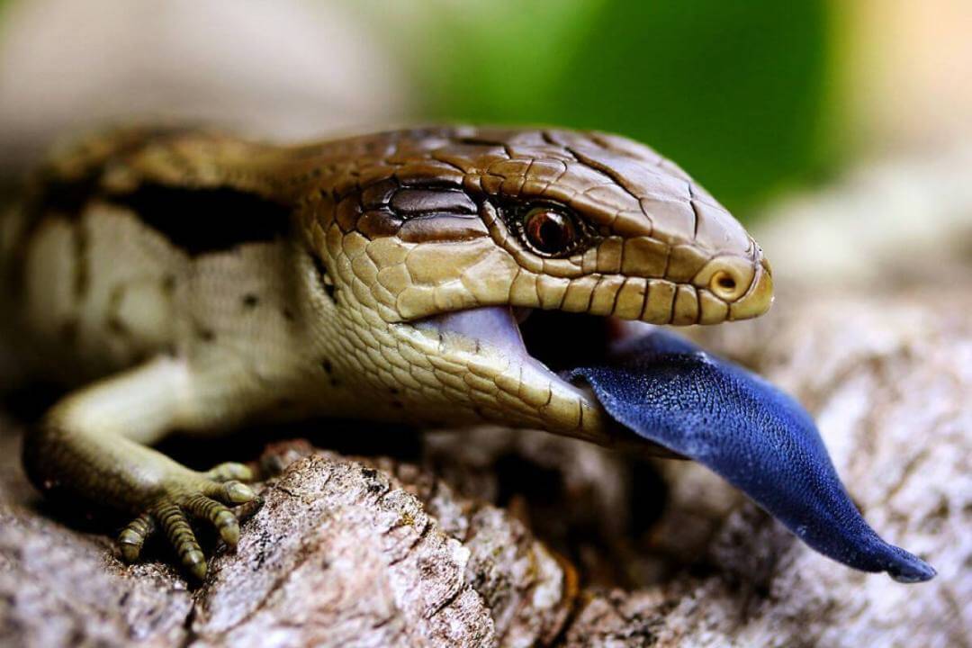 Blue Tongue Lizard Melbourne