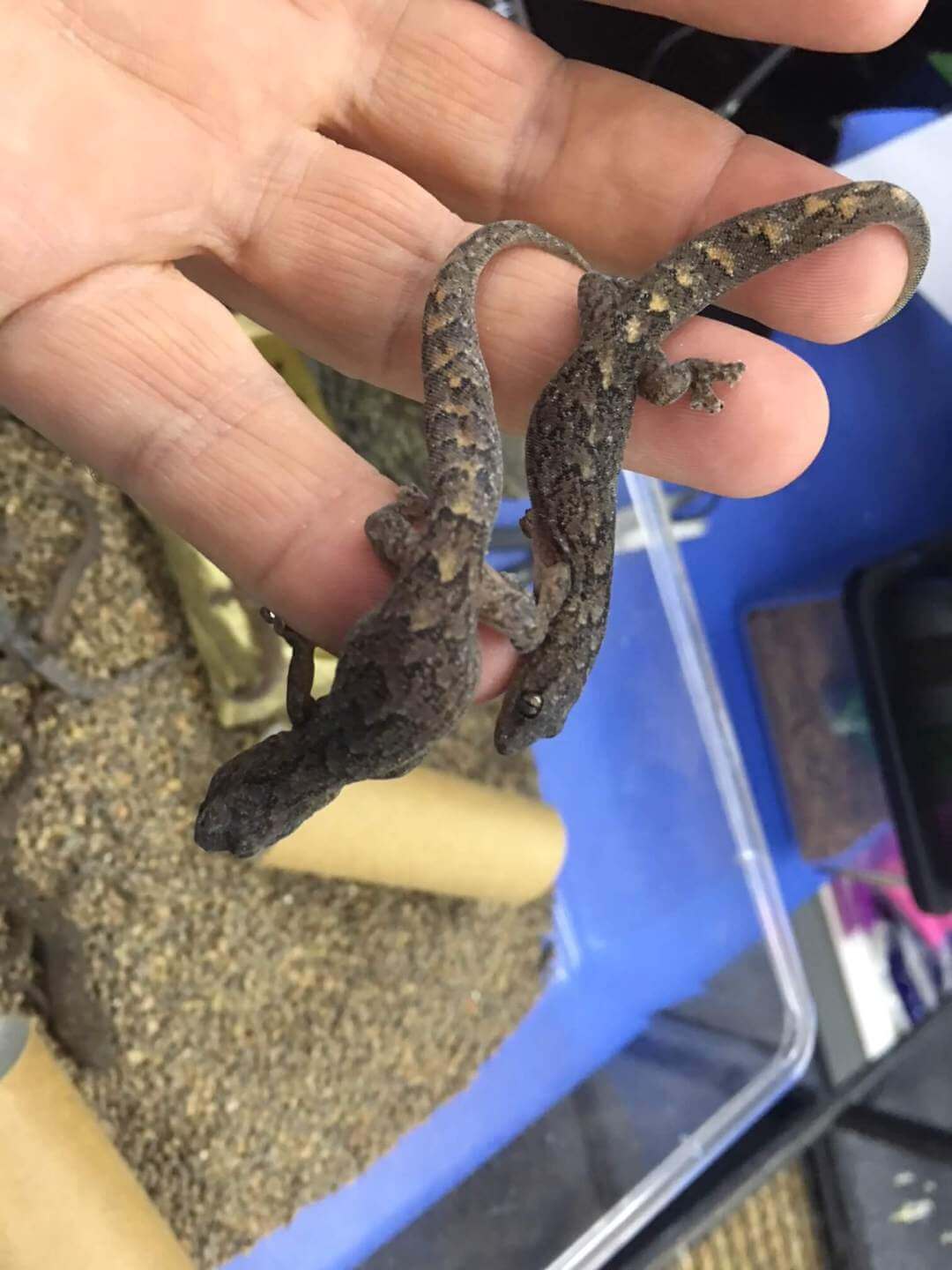 marbled gecko for sale melbourne