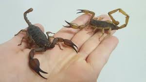 scorpions for sale melbourne