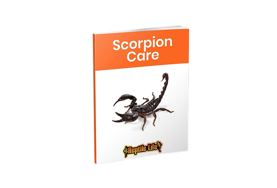 Scorpions For Sale Care Guide