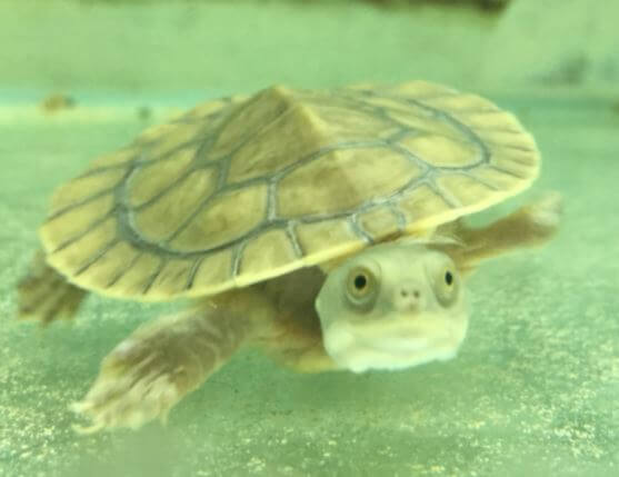 turtle aquarium melbourne