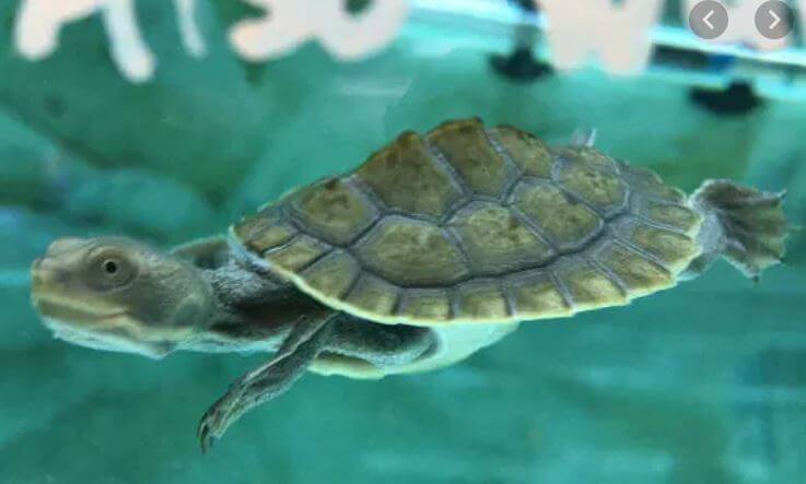 turtle enclosure melbourne