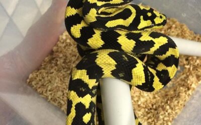 Carpet Pythons as Pets