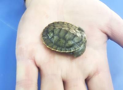 autralian turtle for sale