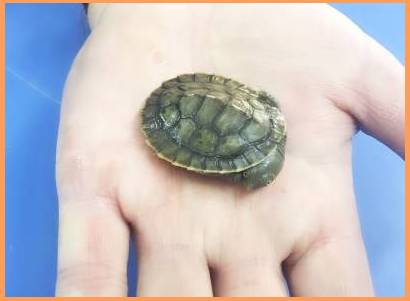 miniature turtles for sale australia