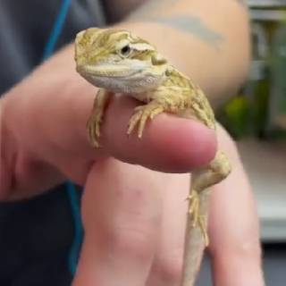reptile pet shop melbourne
