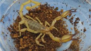 scorpions for sale melbourne