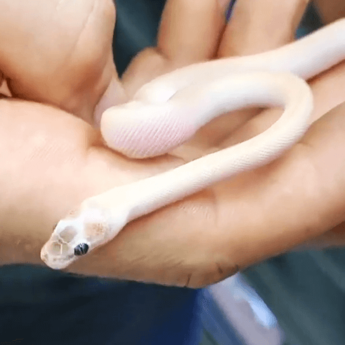 Snakes_as_a_pet_(1)