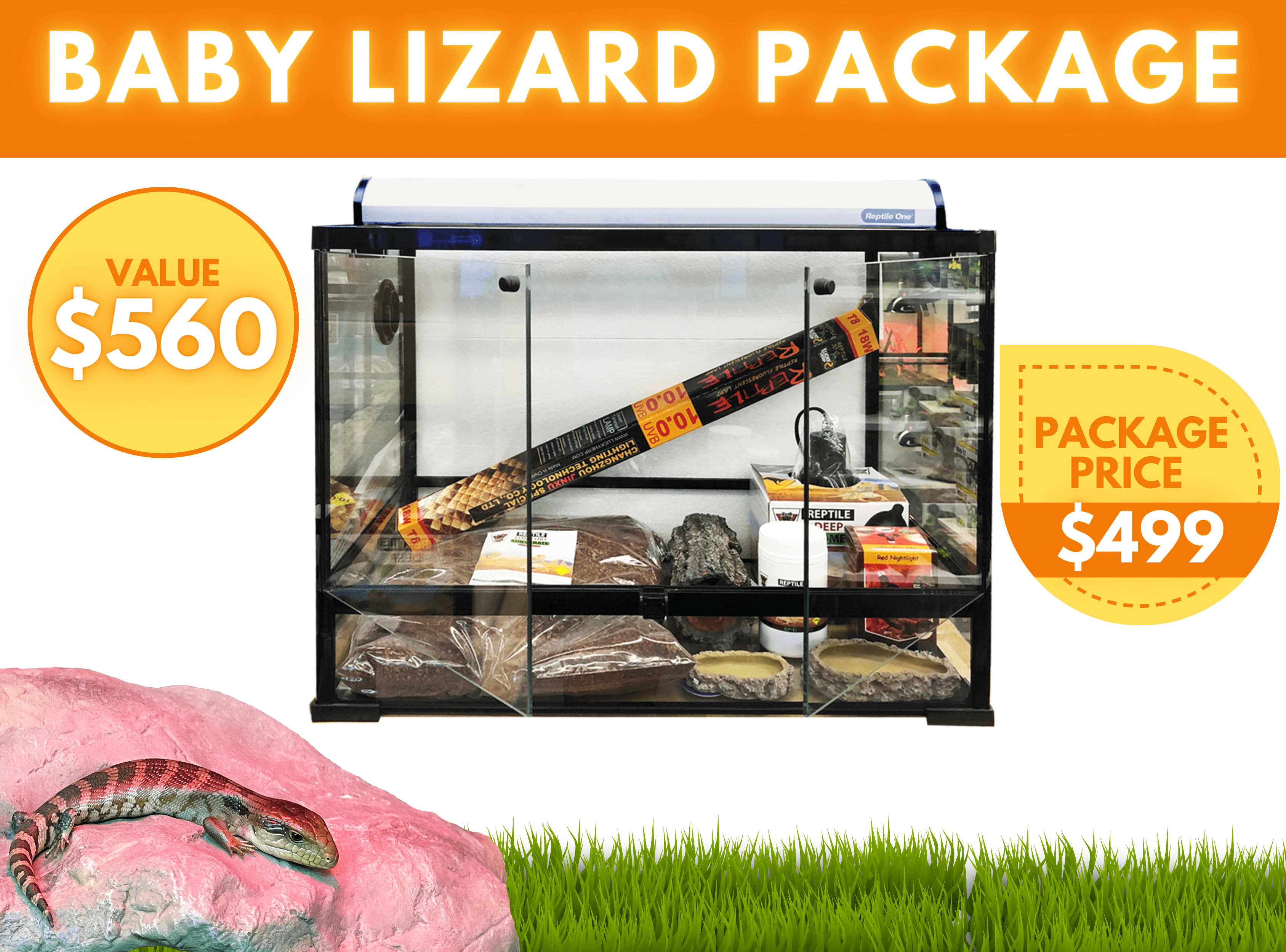 Baby_Lizard_Package2