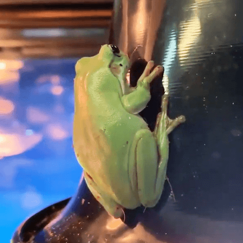 Green Tree Frog For Sale Melbourne 7