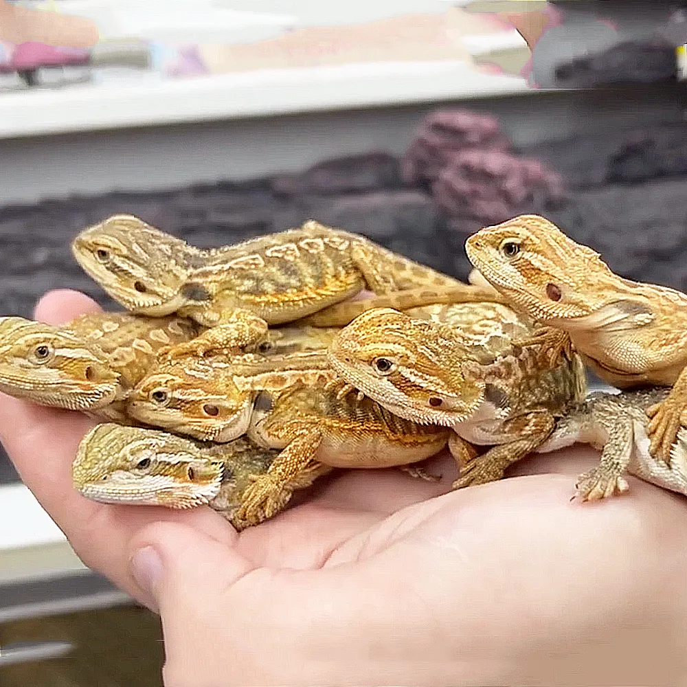 Reptile Pet Shop Melbourne Live Reptiles Enclosures and Accessories