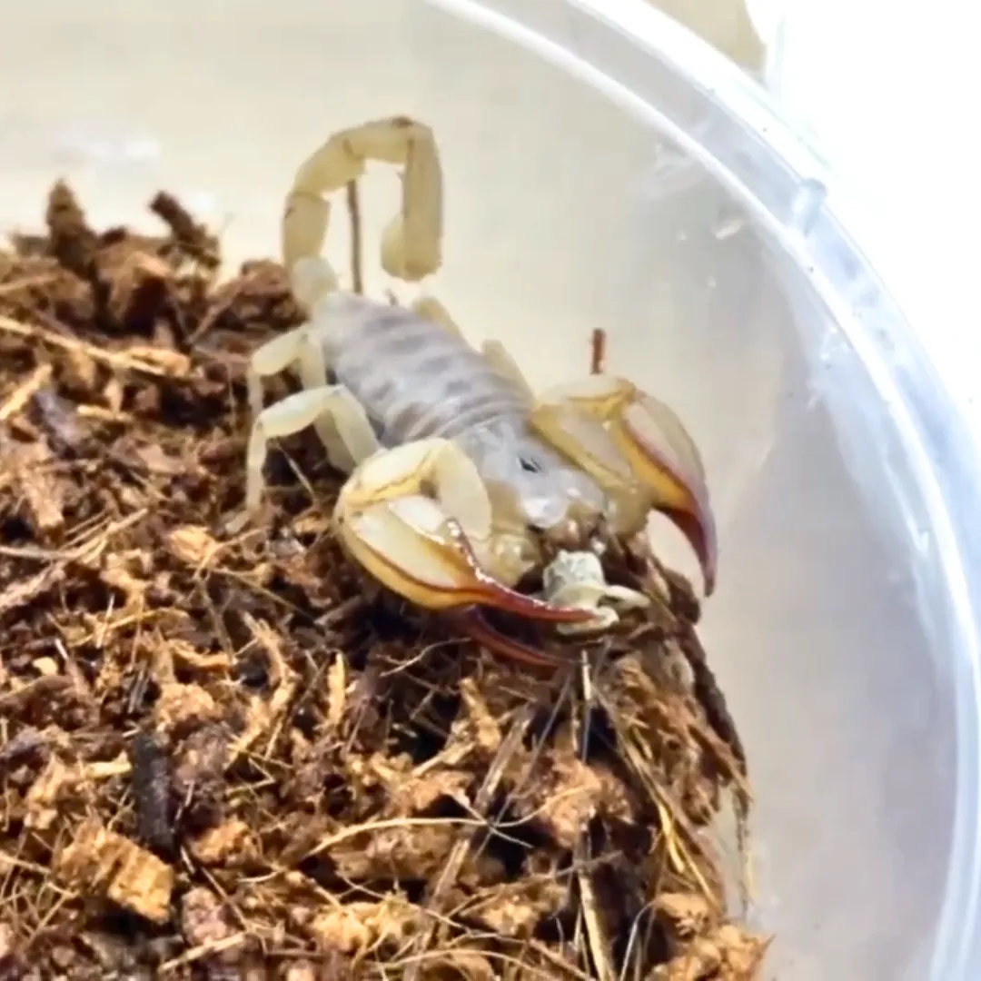 Scorpions For Sale Melbourne 2