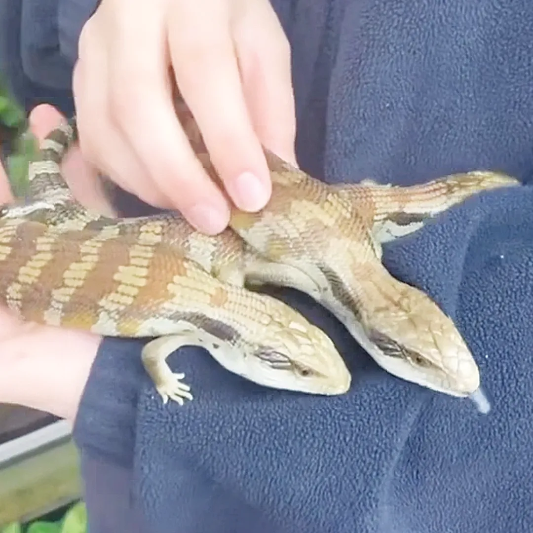 Blue Tongue Lizard Adelaide