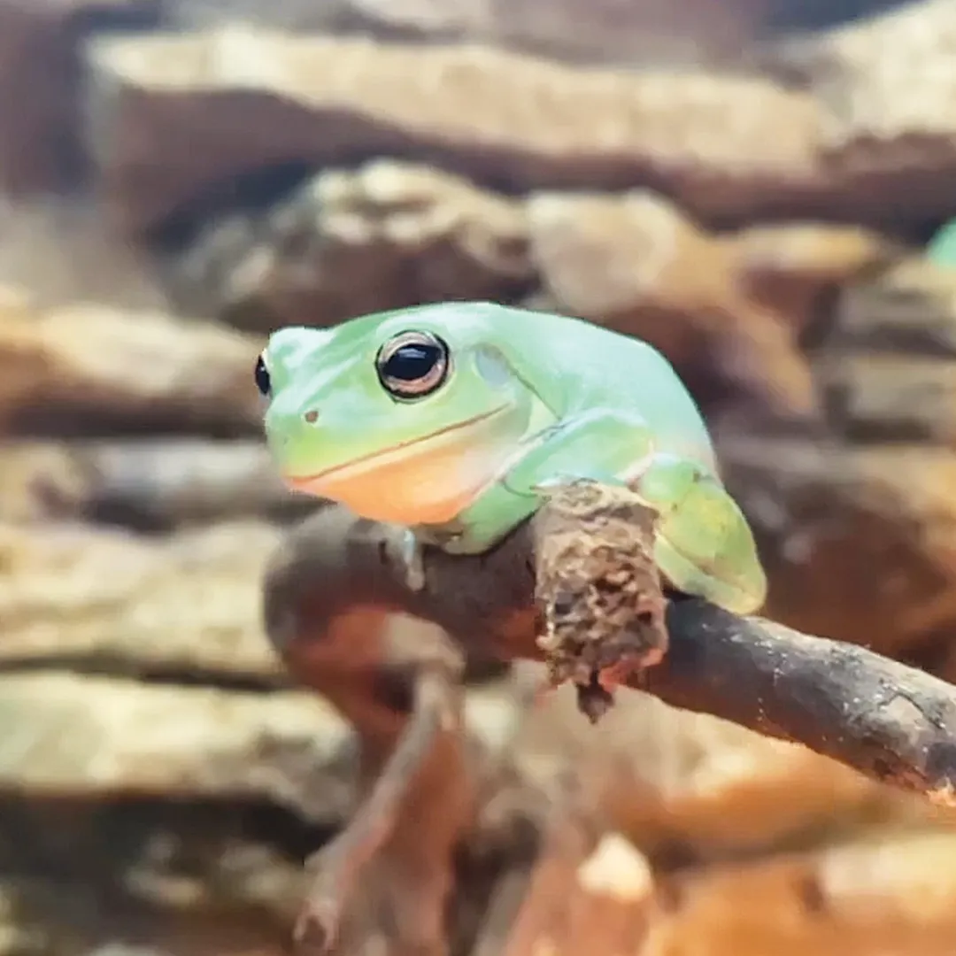 Frogs For Sale Adelaide