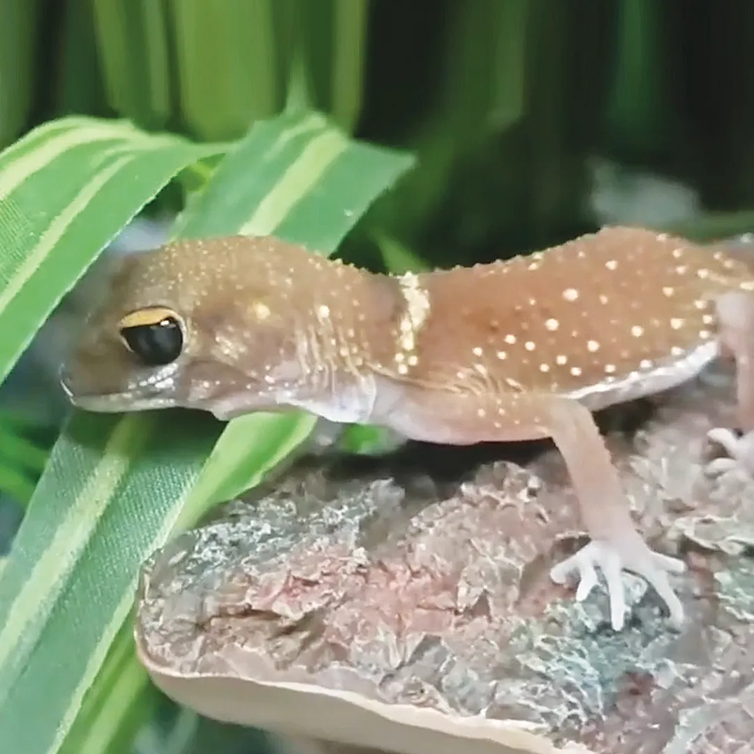 Gecko For Sale Adelaide