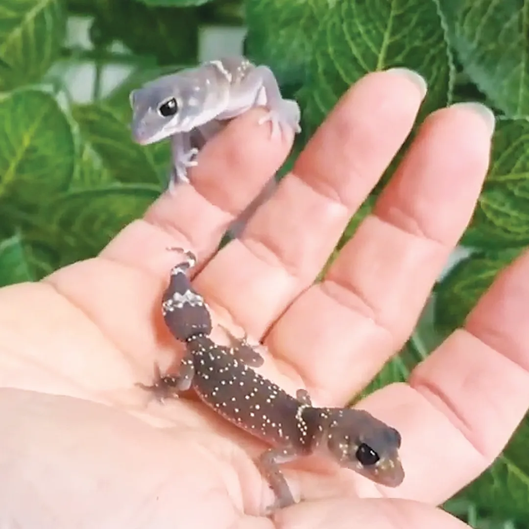 Gecko For Sale Adelaide