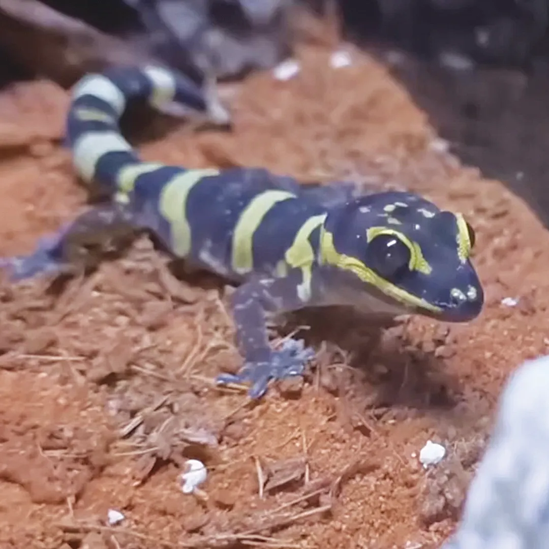 Gecko For Sale Adelaide