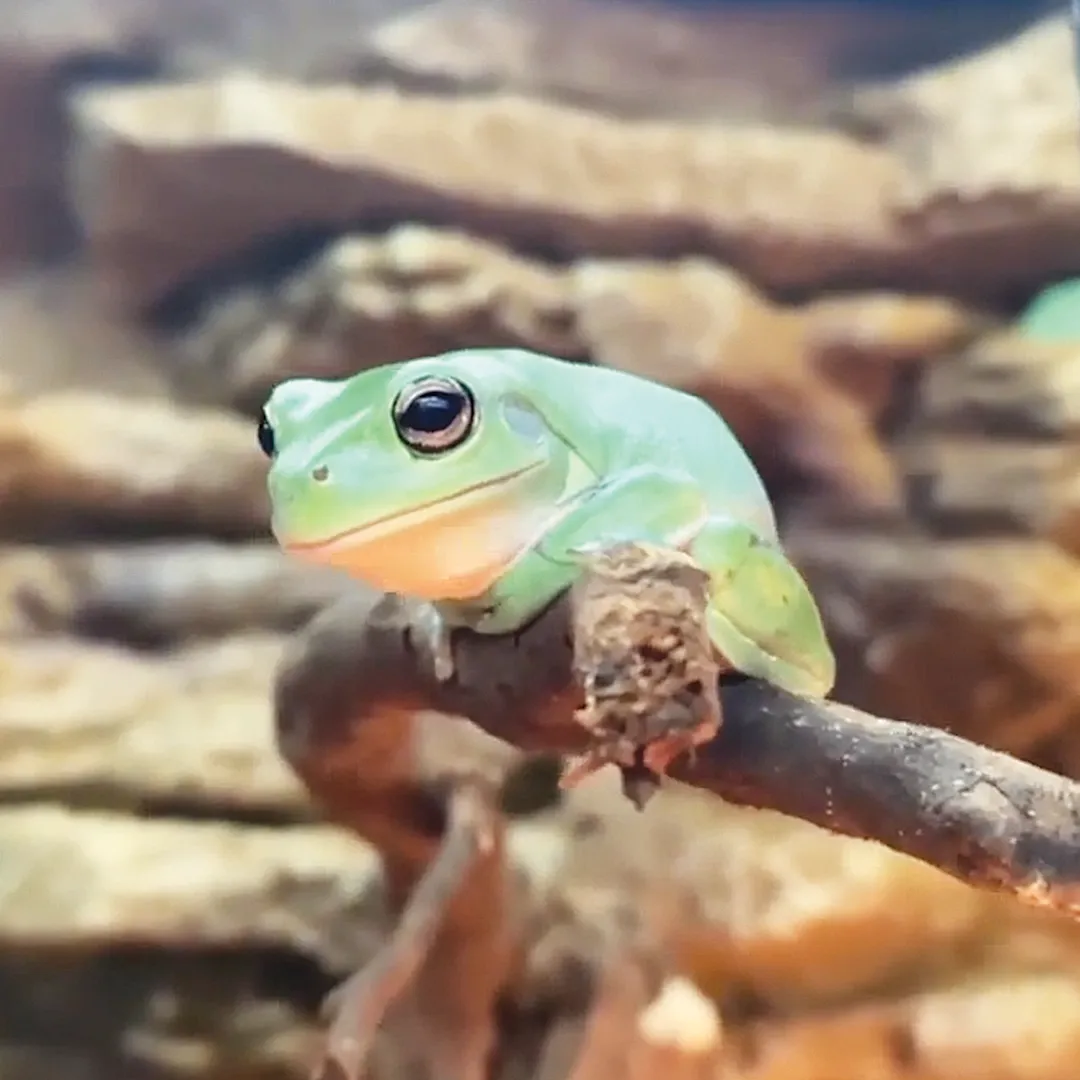 Green Tree Frog For Sale Adelaide