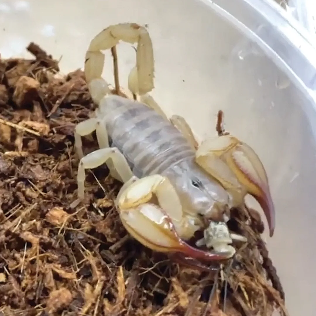 Scorpions For Sale Adelaide