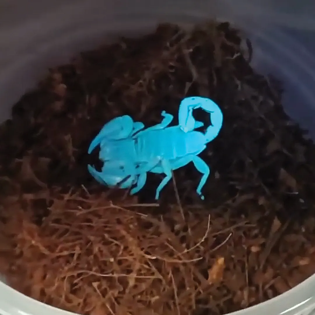 Scorpions For Sale Adelaide