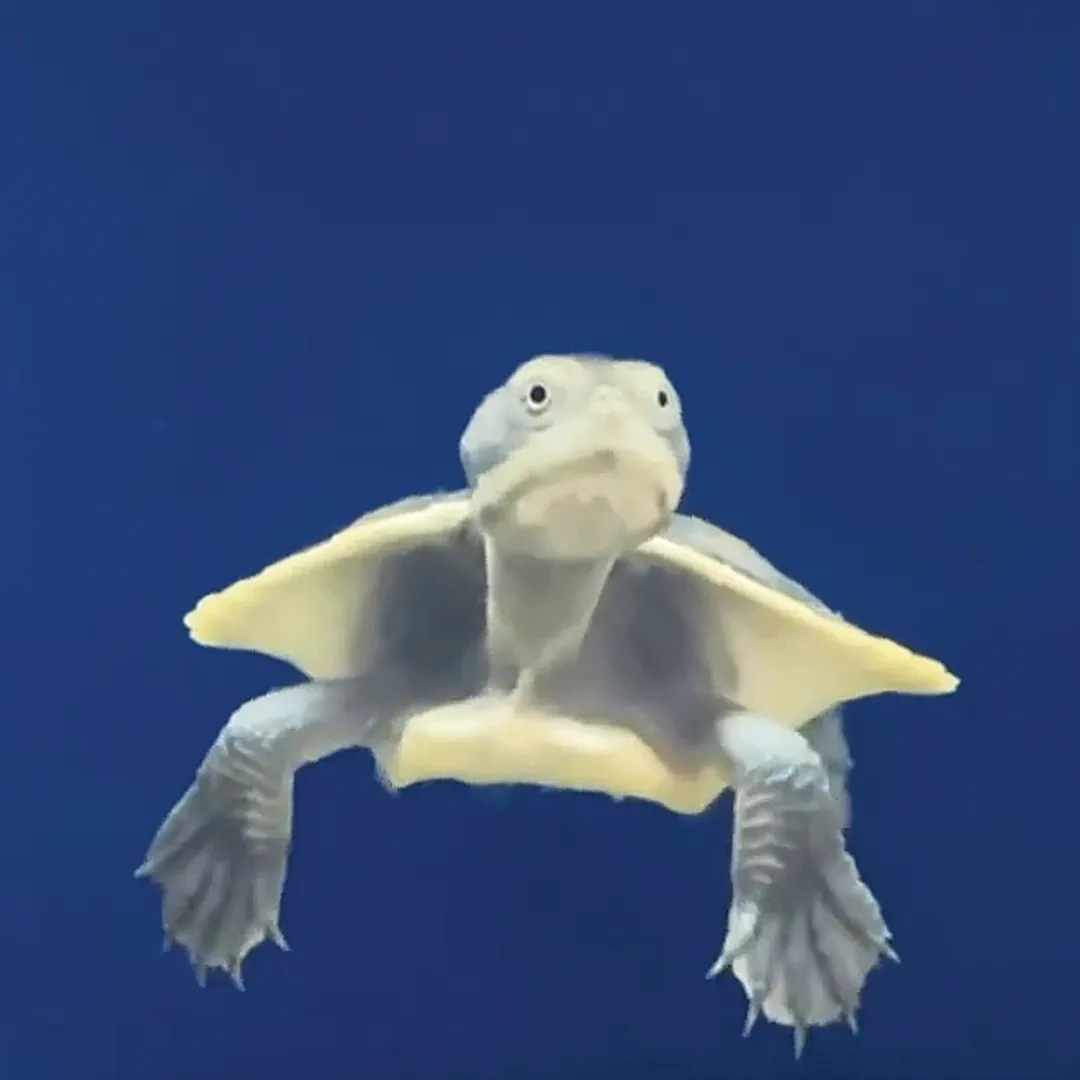 Turtle Aquarium Adelaide