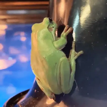 green tree frog for sale adelaide 