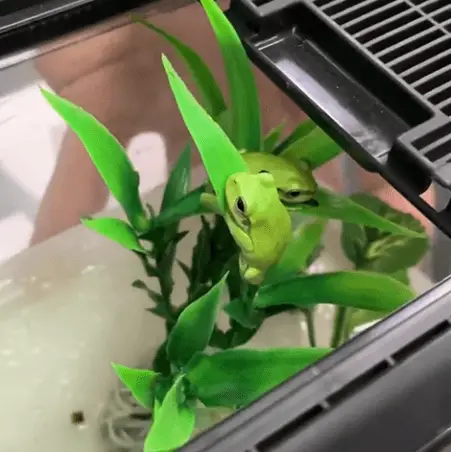 green tree frog for sale adelaide