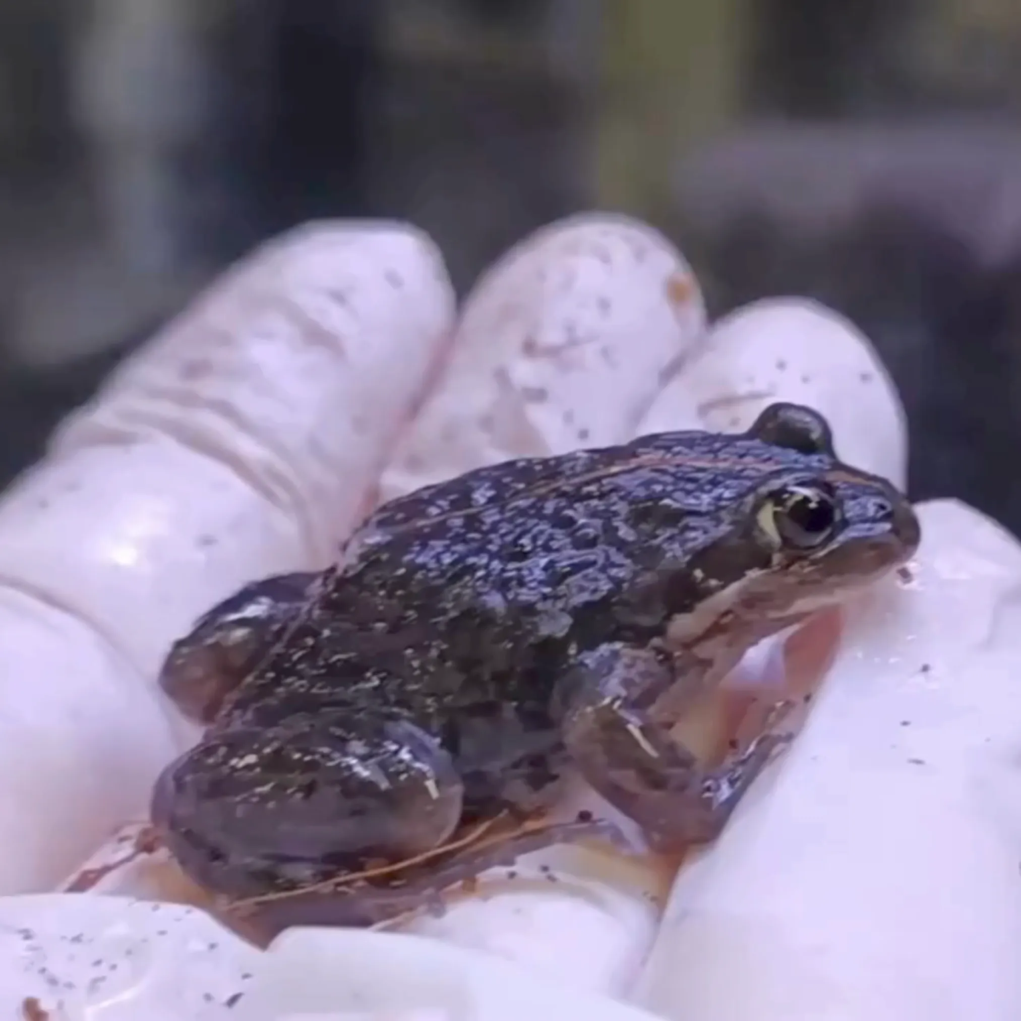 Frogs For Sale Adelaide2